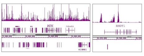 ChIP-Seq of Histone H3K9me3 pAb ChIP was performed using the ChIP-IT High Sensitivity Kit (Cat. No. 53040) with 15 ug of chromatin from D425 human Medulloblastoma cells and 10 ul of Histone H3K9me3 antibody (pAb). ChIP DNA was sequenced on the Illumina HiSeq and 16 million sequence tags were mapped to identify H3K9me3 binding sites. H3K9me3 binds broadly across the genome. The image shows two different regions. The left box shows many binding sites across a broad region on chromosome 1. The right box is zoomed in to show a dispersed binding pattern across the RHOT1 gene.