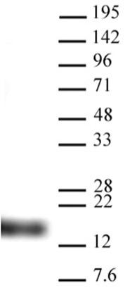 Histone H3K9me3 antibody (pAb) tested by Western blot. HeLa cell nuclear extract (20 ug per lane) probed with Histone H3K9me3 antibody (pAb) at a dilution of 1:5,000.