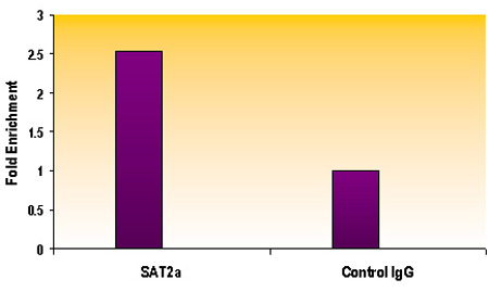 Histone H3 trimethyl Lys9 antibody tested by ChIP analysis. Chromatin IP performed using the ChIP-IT Express Kit (Catalog No. 53008) and HeLa Chromatin (1.5 x 106 cell equivalents per ChIP) using 10 ug of Histone H3 trimethyl Lys9 pAb or the equivalent amount of rabbit IgG as a negative control. Real time, quantitative PCR (RT-qPCR) was performed on DNA purified from each of the ChIP reactions using a primer pair specific for the indicated gene. Data are presented as Fold Enrichment of the ChIP antibody signal versus the negative control IgG using the ddCT method.