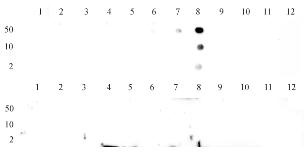 Histone H3K9me3 tested by dot blot analysis to confirm the specificity of Histone H3K9me3. Peptides corresponding to regions around major sites of histone H3 methylation were spotted onto PVDF and probed with antibody at 2 ug/ml. The amount of peptide (picomoles) spotted is indicated next to each row. Top row Lane 1: unmodified Lys4. Lane 2: H3K4me1. Lane 3: H3K4me1. Lane 4: H3K4me2. Lane 5: H3K4me3. Lane 6: unmodified K9. Lane 7: H3K9me1. Lane 8: H3K9me2. Lane 9: H3K9me3. Bottom row, Lane 1: unmodified K27. Lane 2: H3k27me1. Lane 3: H3K27me2. Lane 4: H3K27me3. Lane 5: Unmod K36. Lane 6: H3K36me1. Lane 7: H3K36me2. Lane 8: H3K36me3.