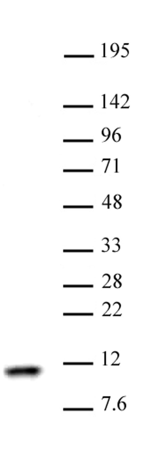 Histone H4 antibody (pAb) tested by Western blot Nuclear extract of HeLa cells (30 ug) probed with Histone H4 antibody (1:1,000).