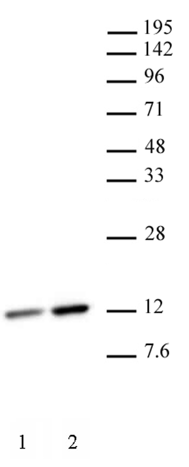 Histone H4K12ac antibody (mAb) tested by Western blot. HeLa nuclear extract (20 ug per lane) probed with Histone H4K12ac (mAb) at a 2 ug/ml dilution. Lane 1: No treatment. Lane 2: cells treated with sodium butyrate.