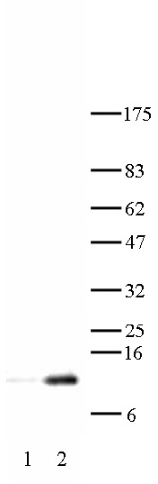 Histone H4 acetyl Lys12 antibody tested by Western blot. HeLa acid extract probed with Histone H4 acetyl Lys12 polyclonal antibody (1:10,000 dilution). Lane 1: No treatment. Lane 2: Cells treated with sodium butyrate.