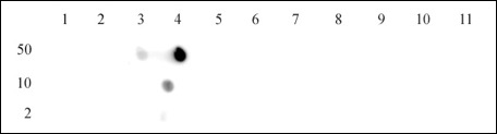 Specificity Data. Dot blot was used to confirm the specificity of Histone H4K12ac antibody for H4 acetyl Lys12. Acetylated peptides corresponding to the immunogen and related peptides were spotted onto PVDF and probed at a dilution of 1:5,000. The amount of peptide (picomoles) spotted is indicated next to each row. Column 1: unmod H4K8. Column 2: H4K5ac. Column 3: H4K8ac. Column 4: H4K12ac. Column 5: unmod H4K16. Column 6: H4K16ac. Column 7: H4K20ac. Column 8: unmod H4K31. Column 9: HrK31ac. Column 10: H4K59ac. Column 11: H4K91ac.