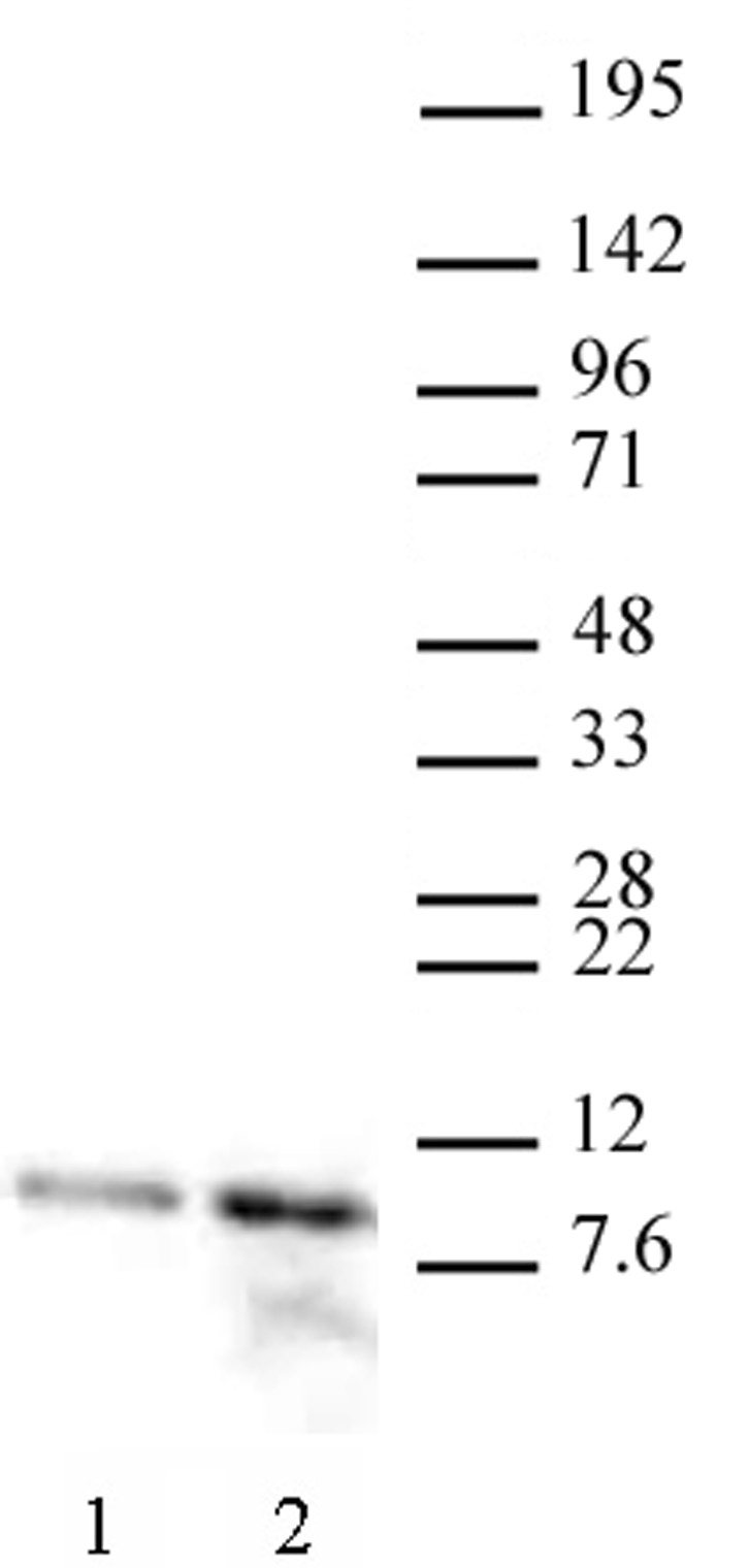 Histone H4 acetyl Lys12 antibody (pAb) tested by Western blot. HeLa nuclear extract (20 ug per lane) probed with Histone H4 acetyl Lys12 antibody (1 ug per ml). Lane 1: no treatment. Lane 2: cells treated with sodium butyrate.