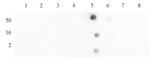 Histone H4 acetyl Lys12 antibody (pAb) tested by dot blot analysis. Dot blot analysis was used to confirm the specificity of Histone H4 acetyl Lys12 antibody for acetyl Lys12 histone H4. Acetylated peptides corresponding to the immunogen and related peptides were spotted onto PVDF and probed with Histone H4 acetyl Lys12 antibody at a dilution of 1 ug/ml. The amount of peptide (picomoles) spotted is indicated next to each row. Lane 1: acetyl-Lys5 peptide. Lane 2: unmodified Lys5 peptide. Lane 3: acetyl-Lys8 peptide. Lane 4: unmodified Lys8 peptide. Lane 5: acetyl-Lys12 peptide. Lane 6: unmodified Lys12 peptide. Lane 7: acetyl-Lys16 peptide. Lane 8: unmodified Lys16 peptide.