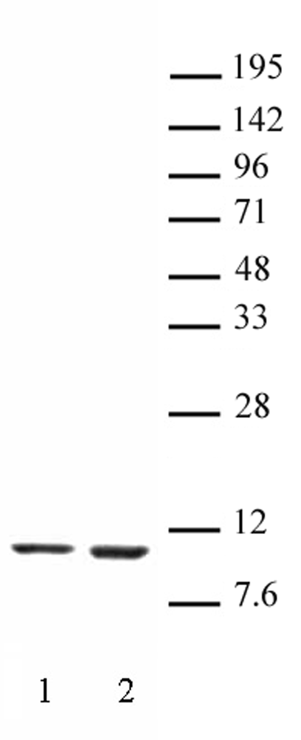 Histone H4K16ac antibody (mAb) tested by Western blot. HeLa nuclear extract (20 ug per lane) probed with Histone H4K16ac (mAb) at a 2 ug/ml dilution. Lane 1: No treatment. Lane 2: cells treated with sodium butyrate.