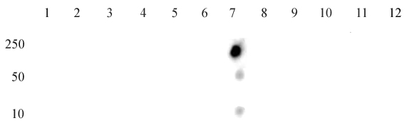 Histone H4K16ac antibody (mAb) tested by dot blot analysis. Dot blot analysis was used to confirm the specificity of Histone H4K16ac antibody (mAb) for acetyl-Lys16 histone H4. Acetylated peptides corresponding to the immunogen and related peptides were spotted onto PVDF and probed with Histone H4K16ac antibody (mAb) at a dilution of 2 ug/ml. The amount of peptide (picomoles) spotted is indicated next to each row. Lane 1: acetyl-Lys5 peptide. Lane 2: unmodified Lys5 peptide. Lane 3: acetyl-Lys8 peptide. Lane 4: unmodified Lys8 peptide. Lane 5: acetyl-Lys12 peptide. Lane 6: unmodified Lys12 peptide. Lane 7: acetyl-Lys16 peptide. Lane 8: unmodified Lys16 peptide. Lane 9: acetyl-Lys20 peptide. Lane 10: unmodified Lys20 peptide. Lane 11: acetyl-Lys31 peptide. Lane 12: unmodified Lys31 peptide.