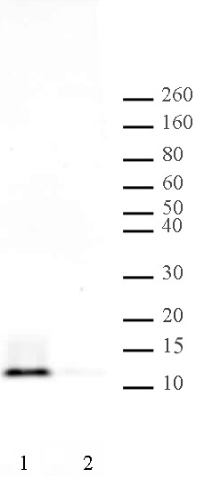 Histone H4 pan-acetyl antibody (pAb) tested by Western blot. HeLa acid extract (20 ug /lane) probed with Histone H4 pan-acetyl polyclonal antibody (1:20,000 dilution). Lane 1: Cells treated with sodium butyrate Lane 2: Untreated cells.