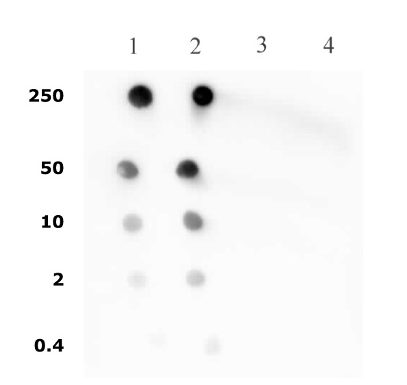 Histone H4 pan-acetyl antibody (pAb) tested by dot blot analysis. Dot blot analysis was used to confirm the specificity of Histone H4 pan-acetyl pAb for acetyl histone H4. Decreasing amounts of acetylated peptides corresponding to the immunogen, a related sequence, as well as unacetylated histone H4 peptides were spotted onto PVDF and probed with the antibody at a 1:10,000 dilution. Lane 1: AGG[acK]GG[acK]GMG[acK]VGA[acK]RHSC Lane 2: AGG[acK]GG[acK]GG[acK]GG[acK]GG[acK]GGC Lane 3: SGRGKGGKGLC Lane 4: GKGGAKRHRKC