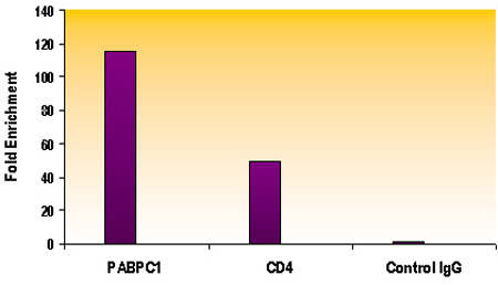 Histone H4ac (pan-acetyl) antibody (pAb) tested by ChIP. Chromatin IP performed using the ChIP-IT Express Kit (Catalog No. 53008) and HeLa Chromatin (1.5 x 106 cell equivalents per ChIP) using 3 ug of Histone H4 pan-acetyl antibody or the equivalent amount of rabbit IgG as a negative control. Real-time, quantitative PCR (RT-qPCR) was performed on DNA purified from each of the ChIP reactions using a primer pair specific for the indicated gene. Data are presented as Fold Enrichment of the ChIP antibody signal versus the negative control IgG using the ddCT method.