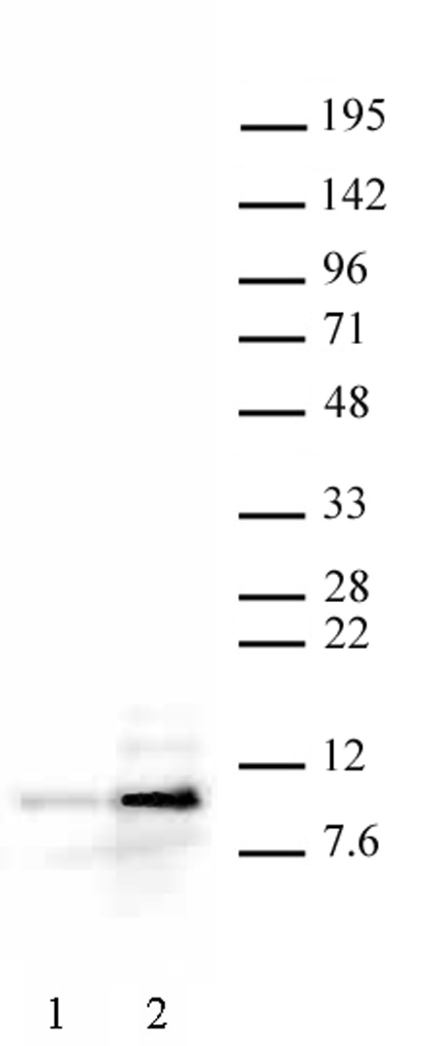 Histone H4ac (pan-acetyl) antibody (pAb) tested by Western blot. HeLa nuclear extract (20 ug per lane) probed with Histone H4 pan-acetyl (1 ug per ml). Lane 1: no treatment. Lane 2: cells treated with sodium butyrate.