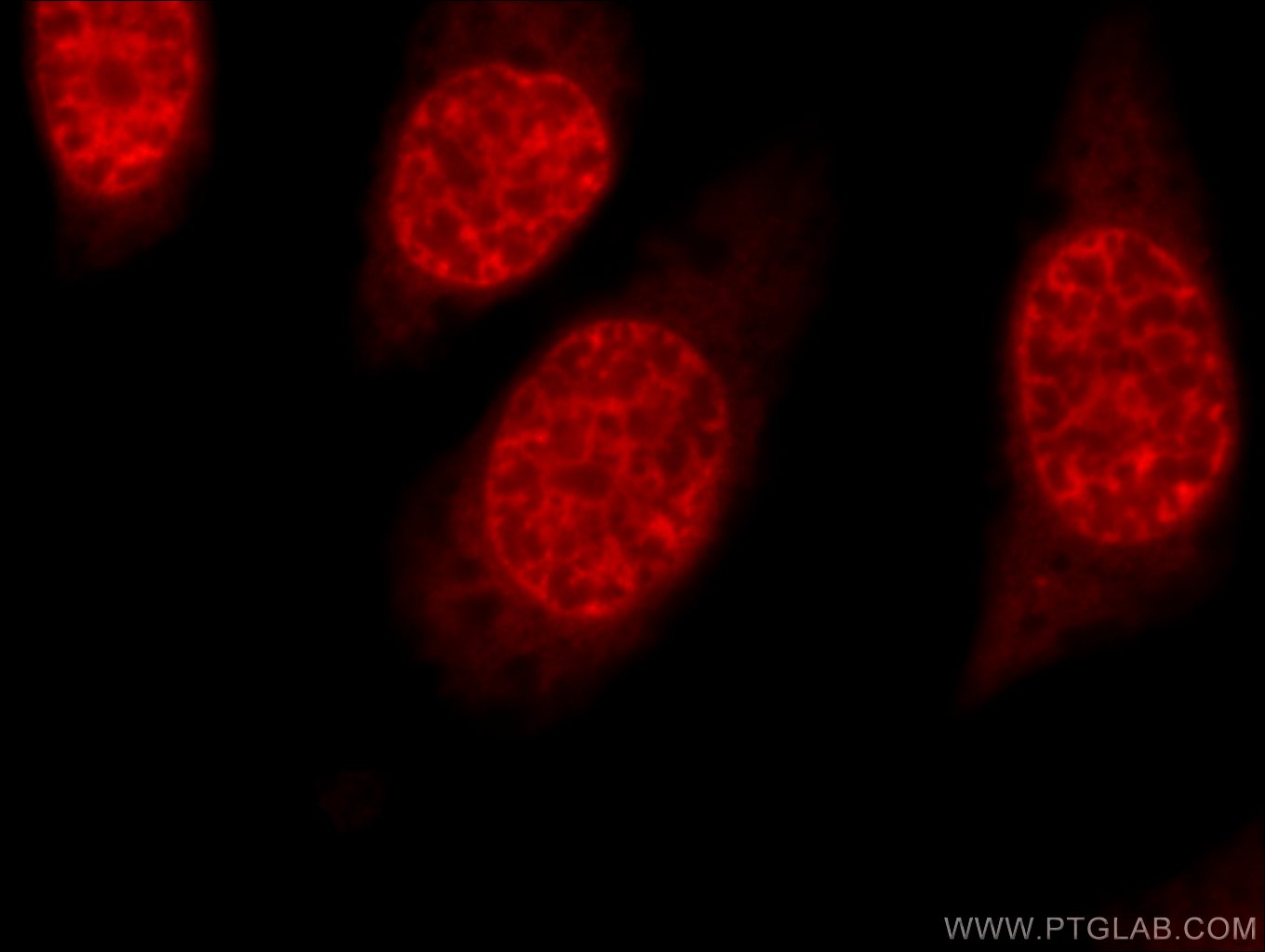 HuR/ELAVL1 Polyclonal antibody