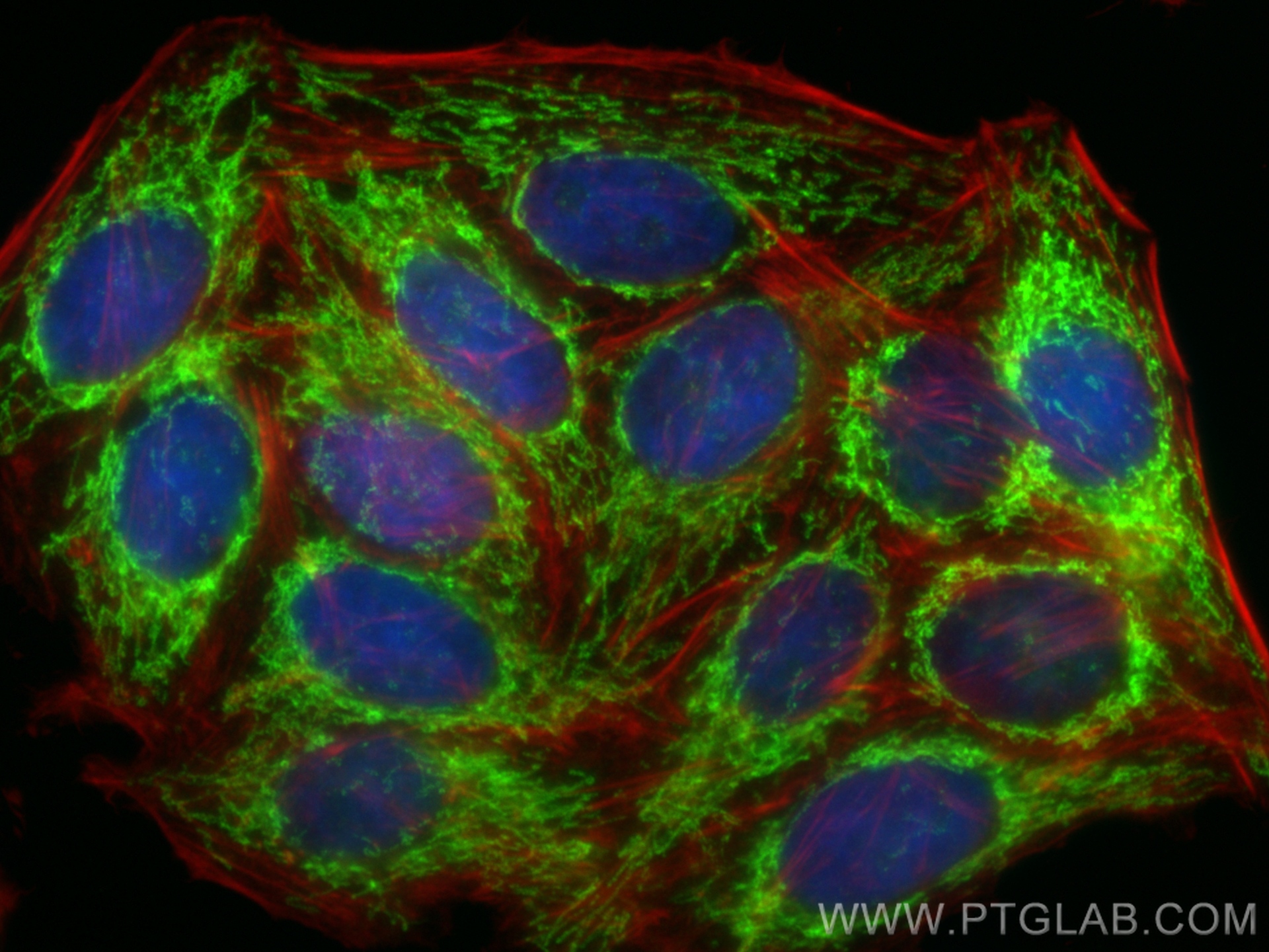 IF Staining of HepG2 using 84764-3-RR (same clone as 84764-3-PBS)