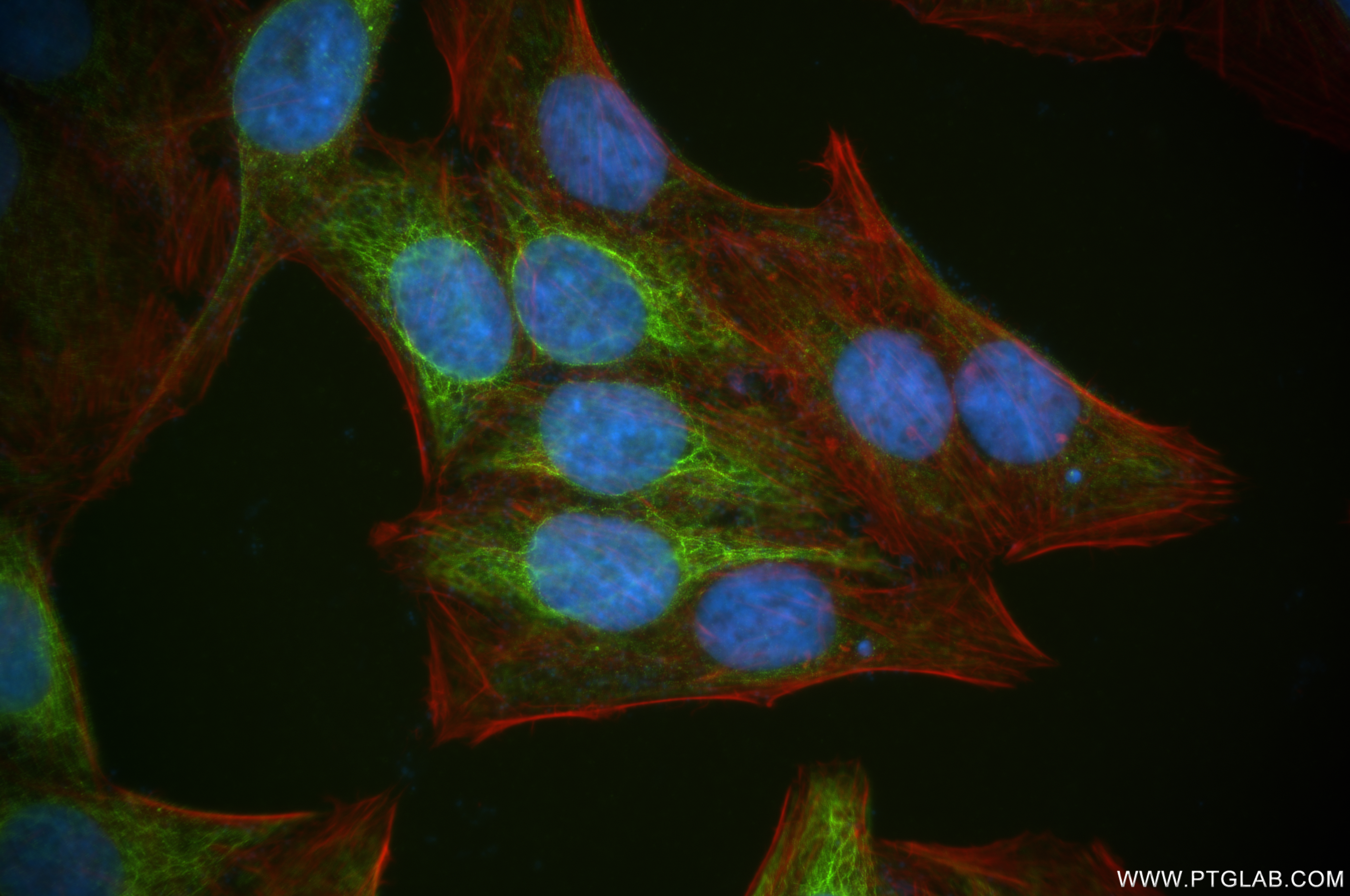 IF Staining of HepG2 using 84764-5-RR (same clone as 84764-5-PBS)