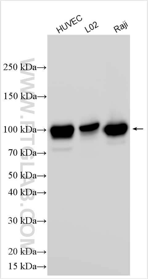 WB analysis using 10831-1-AP