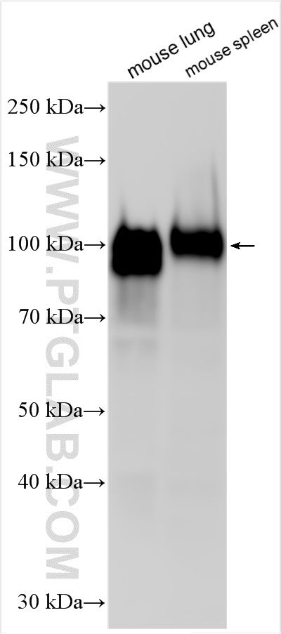 WB analysis using 16174-1-AP