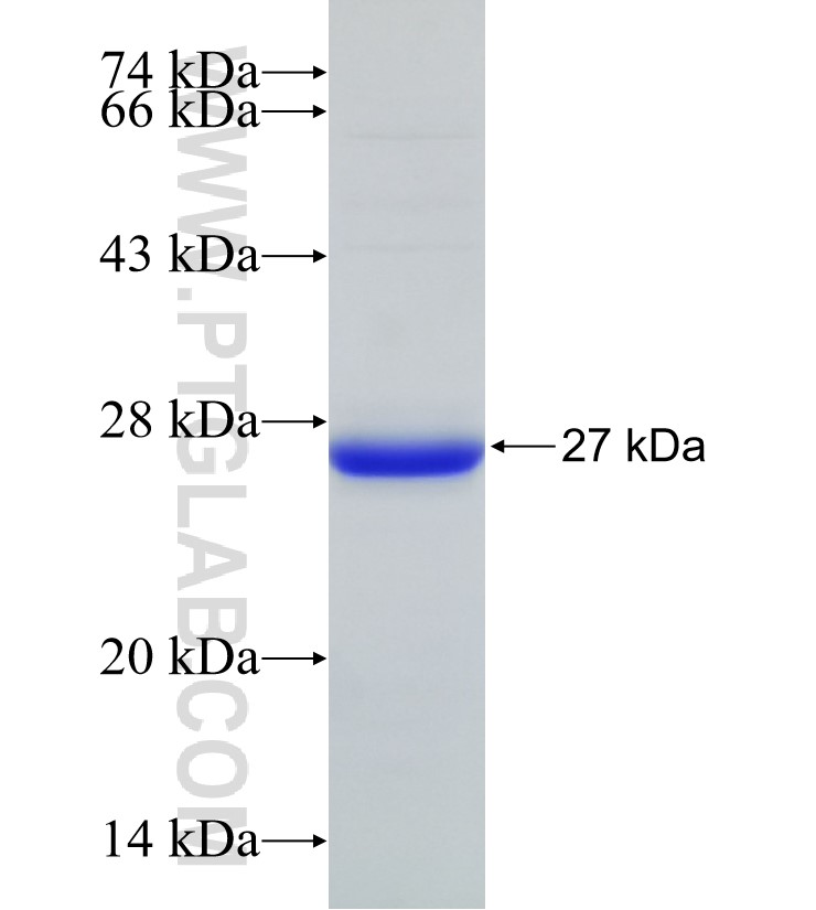 ICT1 fusion protein Ag33109 SDS-PAGE