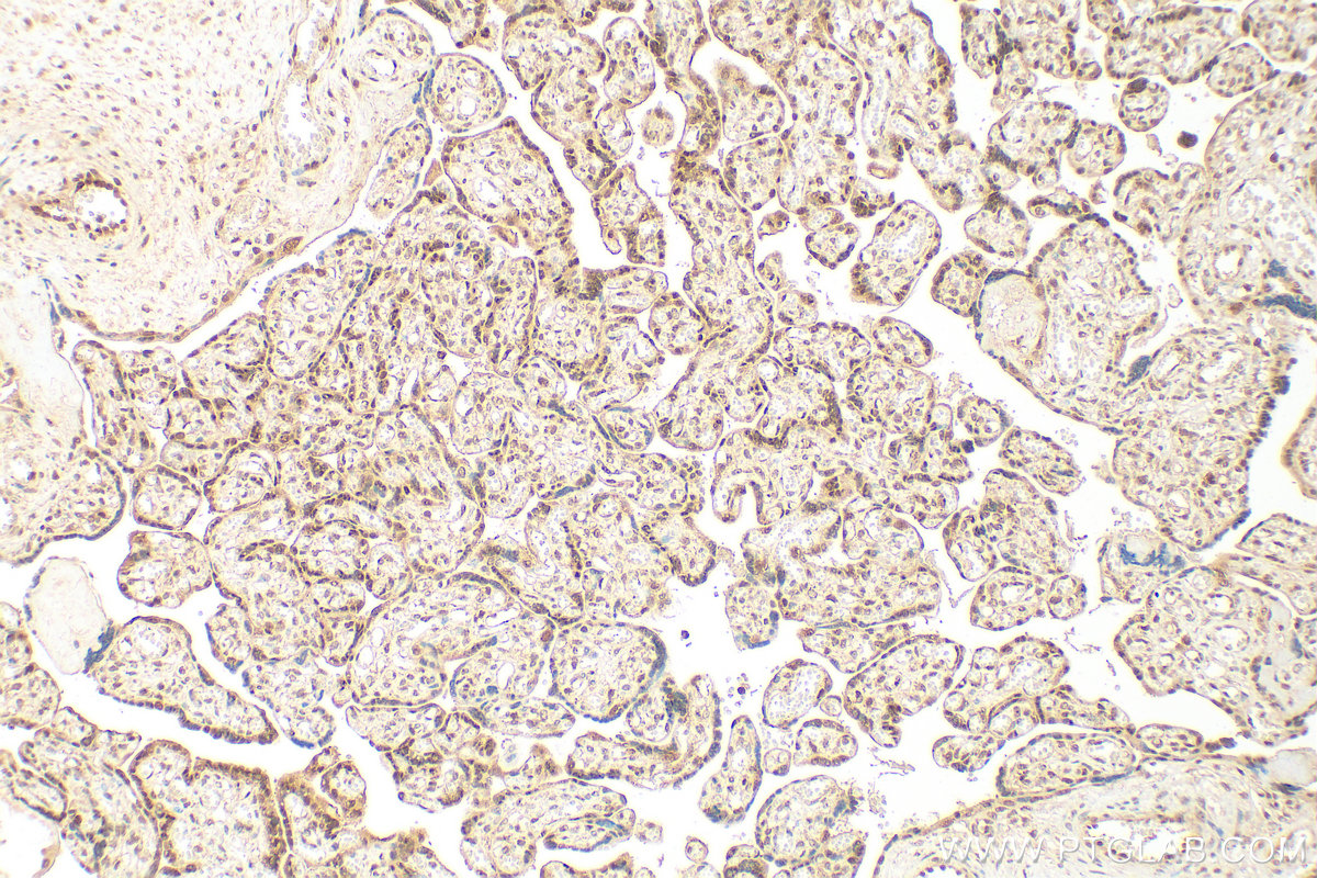 IHC staining of human placenta using 18475-1-AP