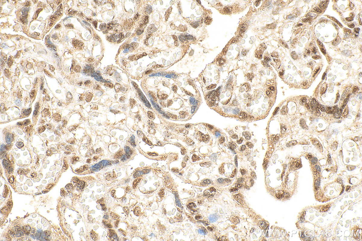 IHC staining of human placenta using 18475-1-AP