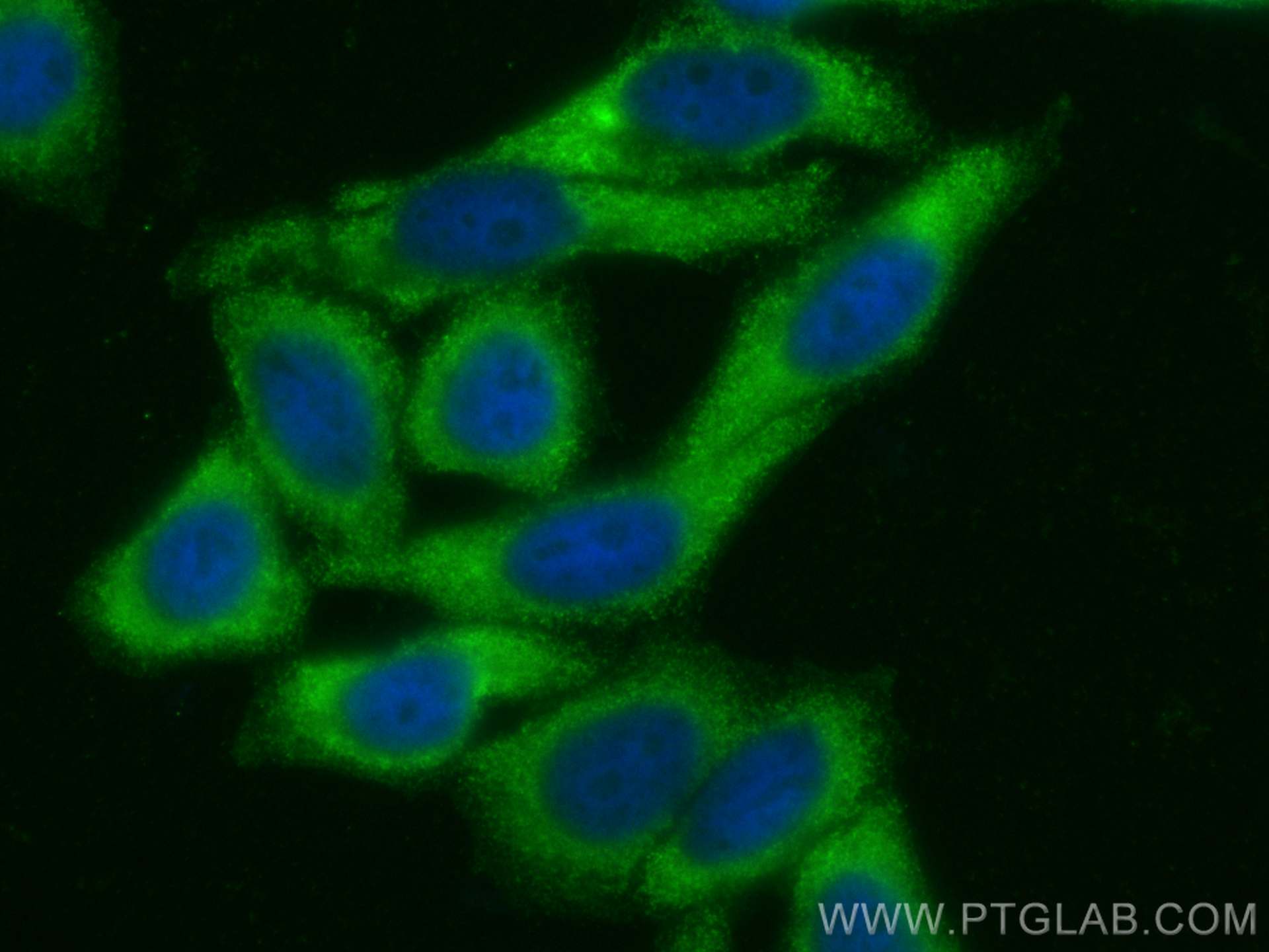 IF Staining of HepG2 using CL488-66197