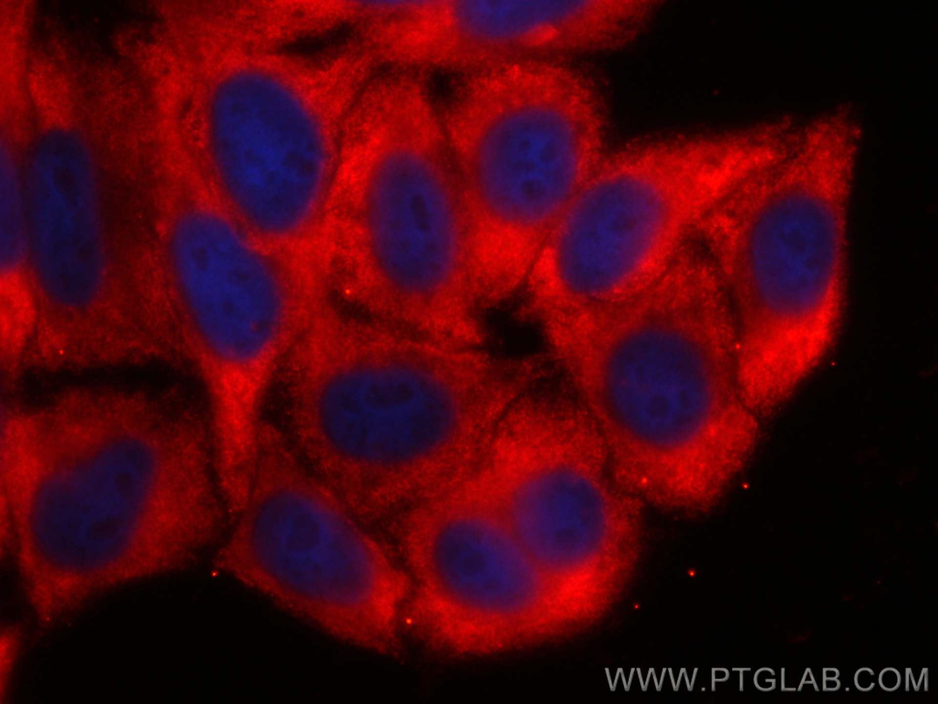 IF Staining of HepG2 using CL594-66197