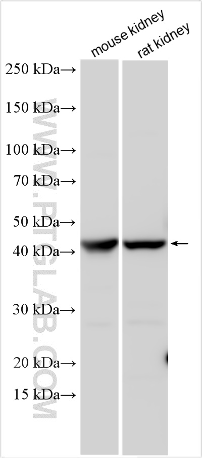 WB analysis using 30530-1-AP