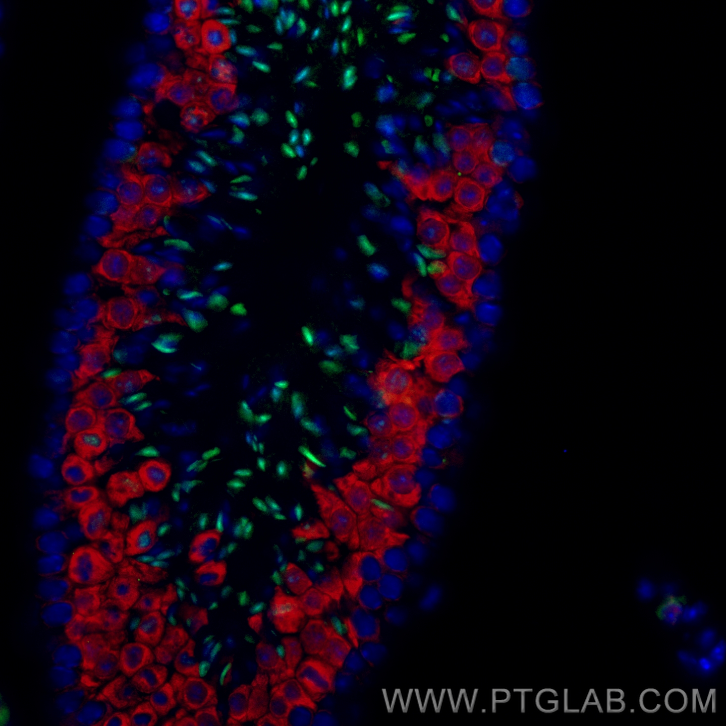 Immunofluorescence of mouse testis: FFPE mouse testis sections were stained with anti-TNP1 antibody (17178-1-AP) labeled with FlexAble Biotin Antibody Labeling Kit for Rabbit IgG (KFA007) and Streptavidin-488 (green), and anti-BOLL antibody (13720-1-AP) labeled with FlexAble Biotin Antibody Labeling Kit for Rabbit IgG (KFA007) and Streptavidin-594 (red).  Cell nuclei are stained with DAPI (blue). 