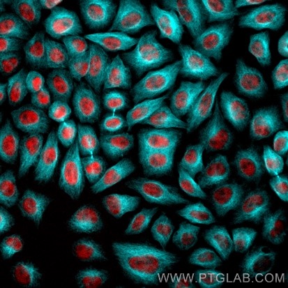 Immunofluorescence of HeLa: PFA-fixed HeLa cells were stained with anti-Tubulin antibody labeled with FlexAble CoraLite® Plus 405 Kit (KFA066, cyan) and anti-HDAC2 (67165-1-Ig) labeled with FlexAble CoraLite® Plus 750 Kit (KFA064, red). Epifluorescence images were acquired with a 20x objective and post-processed.