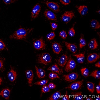 Immunofluorescence of HeLa: PFA-fixed HeLa cells were stained with anti-Tom20 (66777-1-Ig) labeled with FlexAble CoraLite® Plus 555 Kit (KFA062, red) and anti-PAF49 antibody labeled with FlexAble CoraLite® Plus 750 Kit (KFA064, grey). Cell nuclei were stained with DAPI (blue).  Epifluorescence images were acquired with a 20x objective and post-processed.