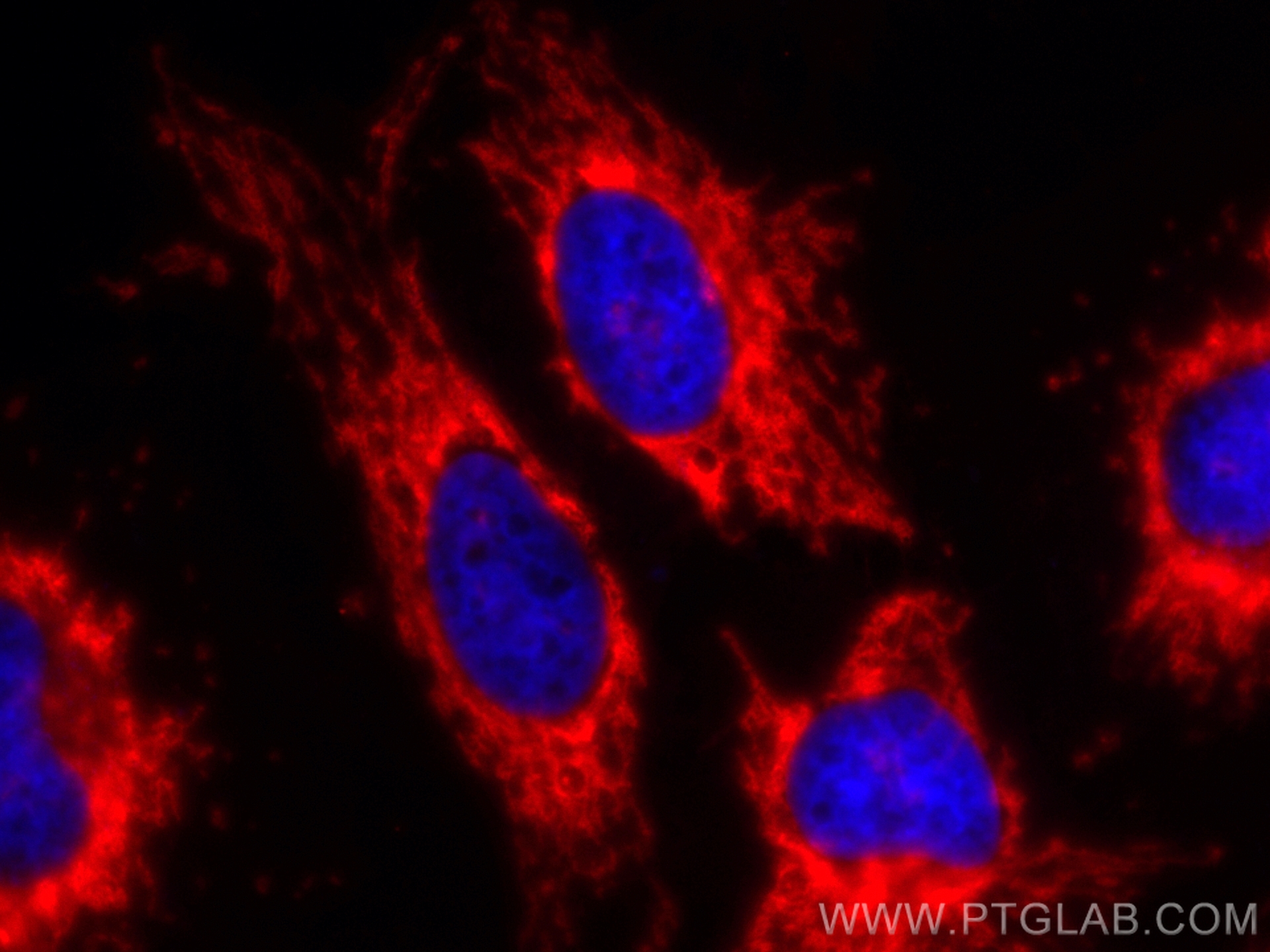 Immunofluorescence of HeLa: PFA-fixed HeLa cells were stained with anti-TOM20 antibody (66777-1-Ig) labeled with FlexAble HRP Antibody Labeling Kit for Mouse IgG2b (KFA065) and Tyramide-594 (red). Cell nuclei are in blue. 