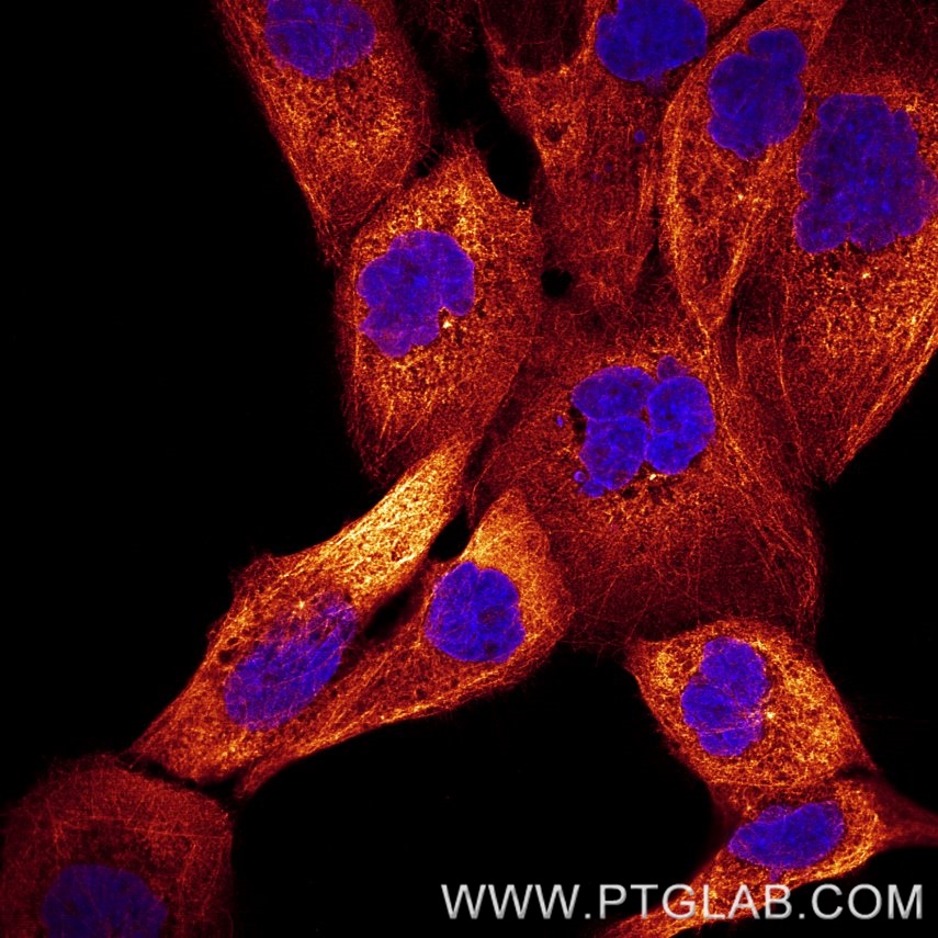 Immunofluorescence of A431 cells: PFA-fixed cells were stained with anti-Tubulin (66031-1-Ig) labeled with FlexAble CoraLite® Plus 594 Kit (KFA069, orange) and DAPI (blue). ​
Confocal images were acquired with a 63x oil objective and post-processed. Images were recorded at the Core Facility Bioimaging at the Biomedical Center, LMU Munich.
