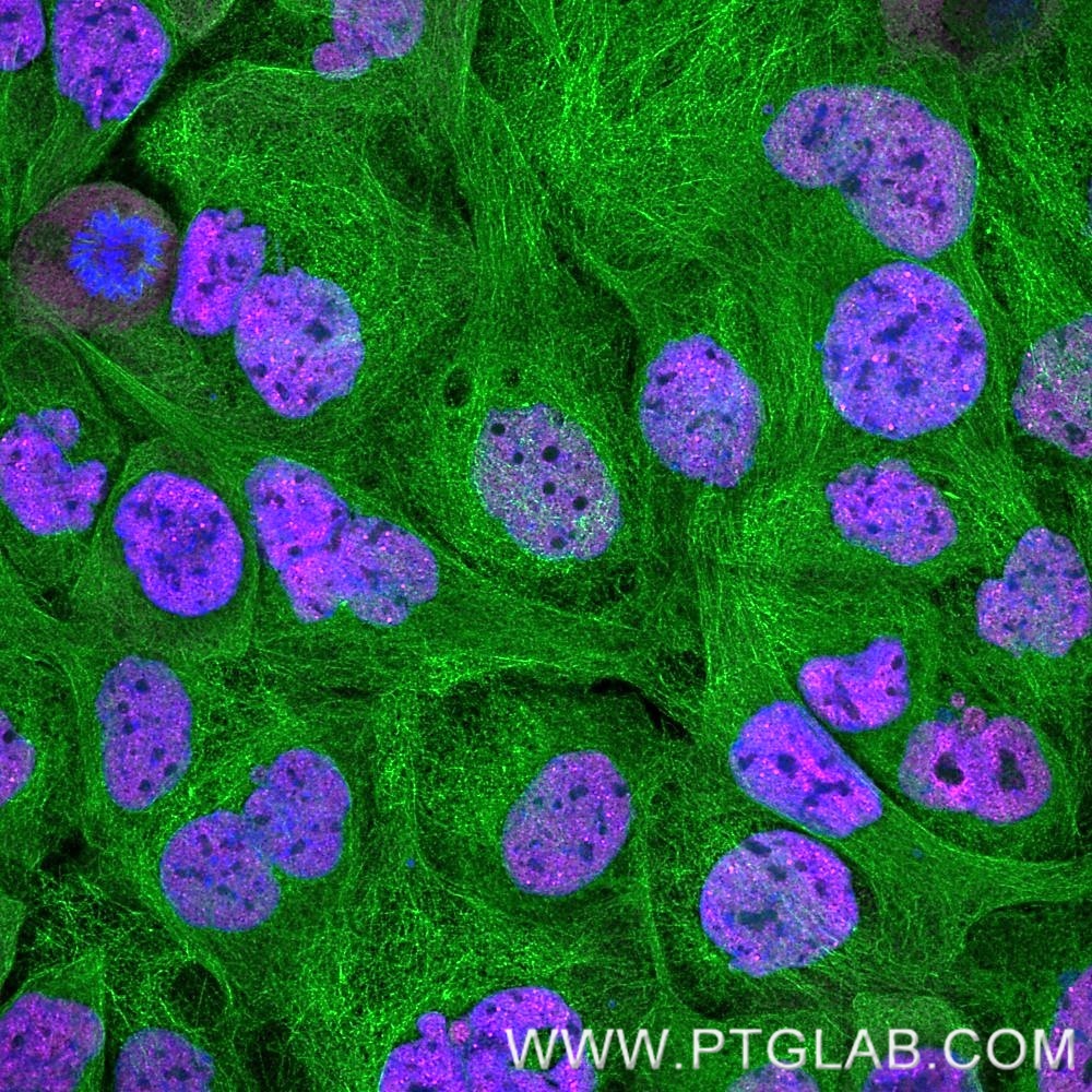 Immunofluorescence of A431 cells: PFA-fixed cells were co-stained with rat anti-RNA Pol II Ser5 antibody labeled with FlexAble CoraLite® Plus 647 Kit (KFA123, magenta) and with rat anti-Tubulin alpha antibody labeled with FlexAble CoraLite® Plus 488 Kit (KFA121, green). Cell nuclei were stained with DAPI (blue). 
 Confocal images were acquired with a 63x oil objective and post-processed. Images were recorded at the Core Facility Bioimaging at the Biomedical Center, LMU Munich.