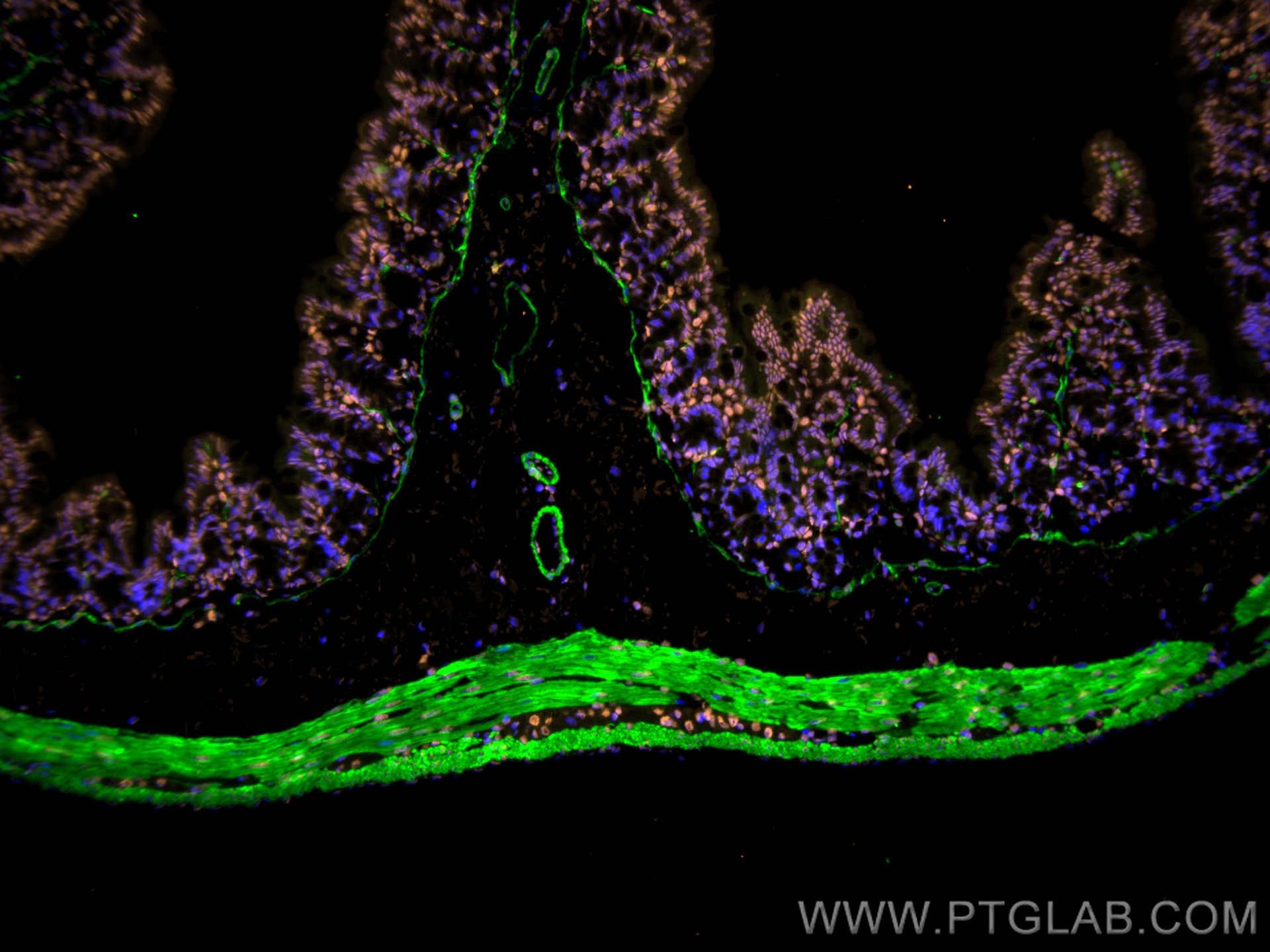 Immunofluorescence of Mouse colon: FFPE Mouse colon sections were stained with anti-FUS (11570-1-AP) labeled with FlexAble 2.0 CoraLite® Plus 555 Kit (KFA502, orange), anti-α-SMA (67735-1-Ig) labeled with FlexAble 2.0 CoraLite® Plus 488 Kit (KFA521, green) and DAPI (blue).