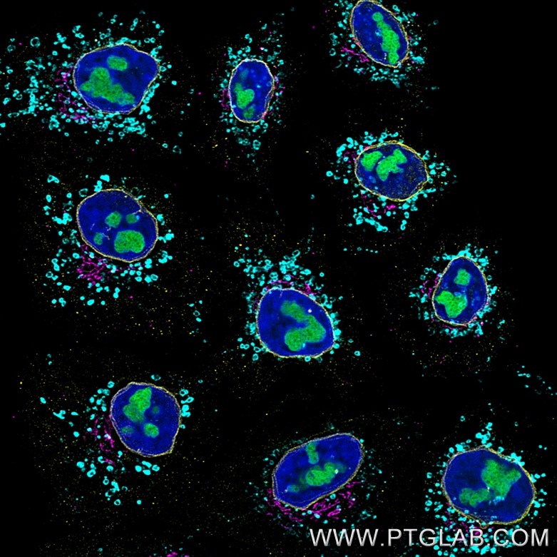 Immunofluorescence of Hela cells: PFA-fixed cells were stained with mouse IgG1 anti-B23 (60096-1-Ig) labeled with FlexAble 2.0 CoraLite® Plus 488 Kit (KFA521, green), mouse IgG1 anti-Lamin (66095-1-Ig) labeled with FlexAble 2.0 CoraLite® Plus 555 Kit (KFA522, yellow), mouse IgG1 anti-Gorasp2 (66627-1-Ig) labeled with FlexAble 2.0 CoraLite® Plus 647 Kit (KFA523, magenta) and mouse IgG1 anti-HSP60 (66041-1-Ig) labeled with FlexAble 2.0 CoraLite® Plus 750 Kit (KFA524, cyan). Cell nuclei were stained with DAPI (blue). 

Confocal images were acquired with a 63x oil objective and post-processed. Images were recorded at the Core Facility Bioimaging at the Biomedical Center, LMU Munich.