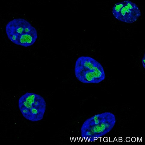 Immunofluorescence of Hela cells: PFA-fixed cells were stained with mouse IgG1 anti-B23 antibody (60096-1-Ig) labeled with FlexAble 2.0 CoraLite® Plus 488 Kit (KFA521, green). Cell nuclei were stained with DAPI (blue). 

Confocal images were acquired with a 63x oil objective and post-processed. Images were recorded at the Core Facility Bioimaging at the Biomedical Center, LMU Munich.
