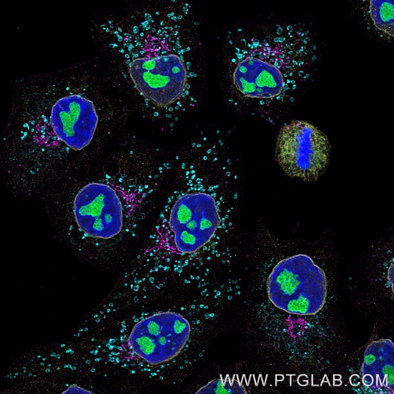 Immunofluorescence of Hela cells: PFA-fixed cells were stained with mouse IgG1 anti-B23 (60096-1-Ig) labeled with FlexAble 2.0 CoraLite® Plus 488 Kit (KFA521, green), mouse IgG1 anti-Lamin (66095-1-Ig) labeled with FlexAble 2.0 CoraLite® Plus 555 Kit (KFA522, yellow), mouse IgG1 anti-Gorasp2 (66627-1-Ig) labeled with FlexAble 2.0 CoraLite® Plus 647 Kit (KFA523, magenta) and mouse IgG1 anti-HSP60 (66041-1-Ig) labeled with FlexAble 2.0 CoraLite® Plus 750 Kit (KFA524, cyan). Cell nuclei were stained with DAPI (blue). 

Confocal images were acquired with a 63x oil objective and post-processed. Images were recorded at the Core Facility Bioimaging at the Biomedical Center, LMU Munich.