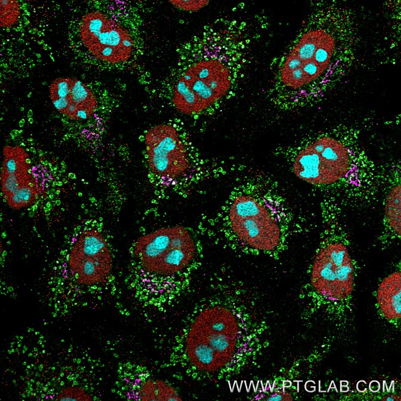 Immunofluorescence of Hela cells: PFA-fixed cells were stained with mouse IgG1 anti-HSP60 antibody directly conjugated to CoraLite® Plus 488 (CL488-66041, green), mouse IgG1 anti-HDAC1 antibody directly conjugated to CoraLite® Plus 555 (CL555-66085, red), mouse IgG1 anti-Gorasp2 antibody (66627-1-Ig) labeled with FlexAble 2.0 CoraLite® Plus 647 Kit (KFA523, magenta) and mouse IgG1 anti-B23 antibody (60096-1-Ig) labeled with FlexAble 2.0 CoraLite® Plus 750 Kit (KFA524, cyan).

Confocal images were acquired with a 63x oil objective and post-processed. Images were recorded at the Core Facility Bioimaging at the Biomedical Center, LMU Munich.