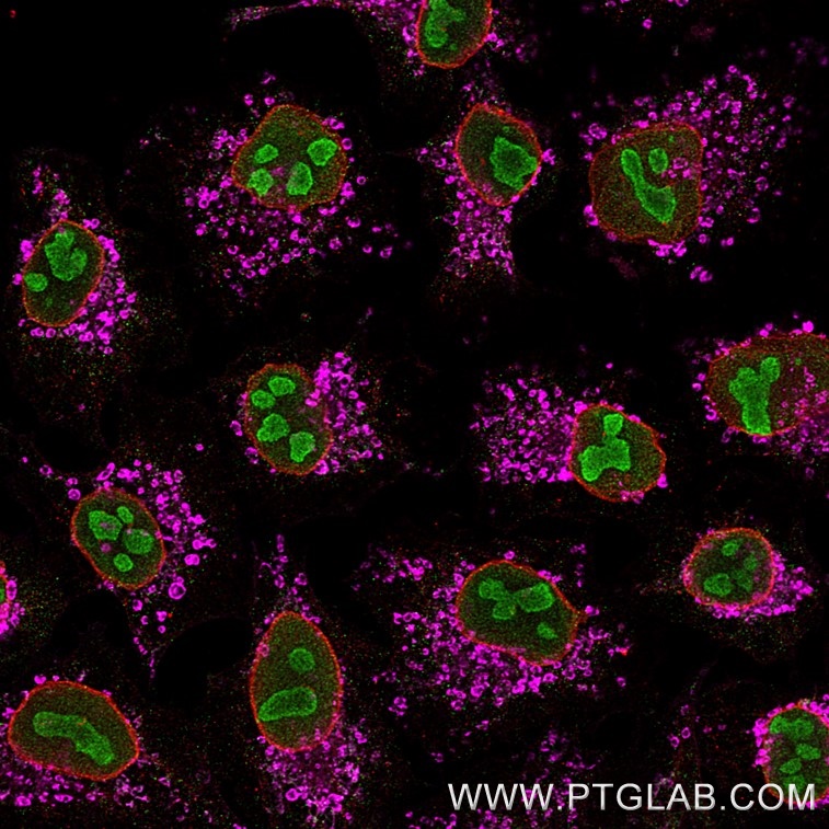 Immunofluorescence of Hela cells: PFA-fixed cells were stained with mouse IgG1 anti-B23 antibody (60096-1-Ig) labeled with Multi-rAb CoraLite® Plus 488 Goat anti-Mouse Recombinant Secondary (RGAM002, green), mouse IgG1 anti-Lamin (66095-1-Ig) labeled with FlexAble 2.0 CoraLite® Plus 555 Kit (KFA522, red) and mouse IgG1 anti-ATP5O (66696-1-Ig) labeled with FlexAble 2.0 CoraLite® Plus 647 Kit (KFA523, magenta).

Confocal images were acquired with a 63x oil objective and post-processed. Images were recorded at the Core Facility Bioimaging at the Biomedical Center, LMU Munich.