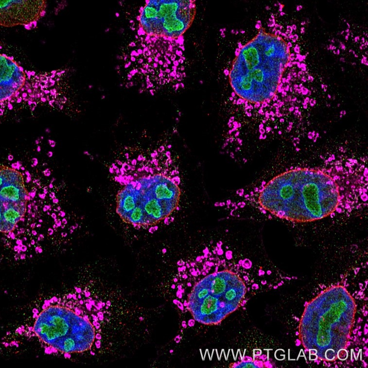 Immunofluorescence of Hela cells: PFA-fixed cells were stained with mouse IgG1 anti-B23 antibody (60096-1-Ig) labeled with Multi-rAb CoraLite® Plus 488 Goat anti-Mouse Recombinant Secondary (RGAM002, green), mouse IgG1 anti-Lamin antibody (66095-1-Ig) labeled with FlexAble 2.0 CoraLite® Plus 555 Kit (KFA522, red) and mouse IgG1 anti-ATP5O antibody (66696-1-Ig) labeled with FlexAble 2.0 CoraLite® Plus 647 Kit (KFA523, magenta). Cell nuclei were stained with DAPI (blue). 

Confocal images were acquired with a 63x oil objective and post-processed. Images were recorded at the Core Facility Bioimaging at the Biomedical Center, LMU Munich.