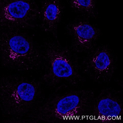 Immunofluorescence of Hela cells: PFA-fixed cells were stained with mouse IgG1 anti-Gorasp2 antibody (66627-1-Ig) labeled with FlexAble 2.0 CoraLite® Plus 647 Kit (KFA523, magenta).Cell nuclei were stained with DAPI (blue). 

Confocal images were acquired with a 63x oil objective and post-processed. Images were recorded at the Core Facility Bioimaging at the Biomedical Center, LMU Munich.
