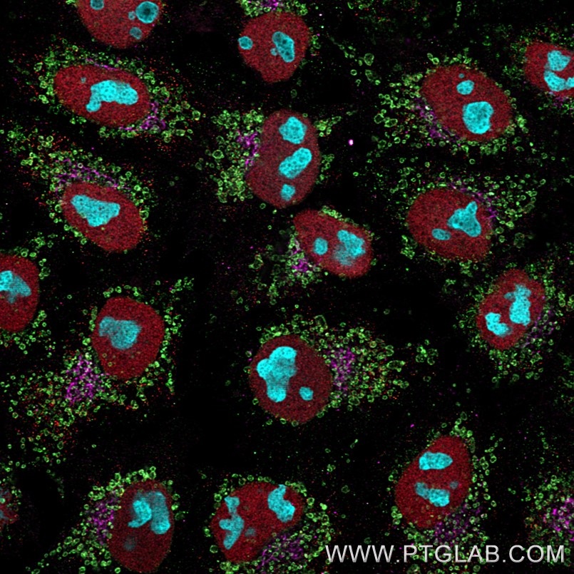 Immunofluorescence of Hela cells: PFA-fixed cells were stained with mouse IgG1 anti-HSP60 antibody directly conjugated to CoraLite® Plus 488 (CL488-66041, green), mouse IgG1 anti-HDAC1 antibody directly conjugated to CoraLite® Plus 555 (CL555-66085, red), mouse IgG1 anti-Gorasp2 antibody (66627-1-Ig) labeled with FlexAble 2.0 CoraLite® Plus 647 Kit (KFA523, magenta) and mouse IgG1 anti-B23 antibody (60096-1-Ig) labeled with FlexAble 2.0 CoraLite® Plus 750 Kit (KFA524, cyan).

Confocal images were acquired with a 63x oil objective and post-processed. Images were recorded at the Core Facility Bioimaging at the Biomedical Center, LMU Munich.