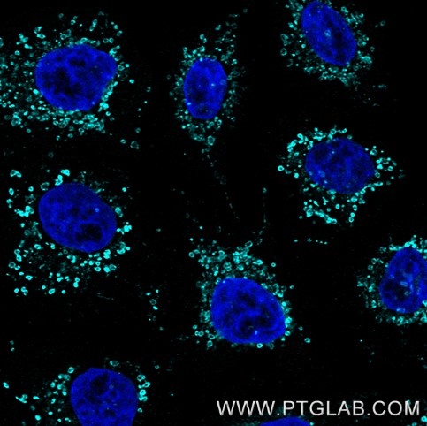 Immunofluorescence of Hela cells: PFA-fixed cells were stained with mouse IgG1 anti-HSP60 antibody (66041-1-Ig) labeled with FlexAble 2.0 CoraLite® Plus 750 Kit (KFA524, cyan). Cell nuclei were stained with DAPI (blue). 

Confocal images were acquired with a 63x oil objective and post-processed. Images were recorded at the Core Facility Bioimaging at the Biomedical Center, LMU Munich.