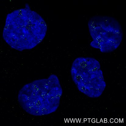 Immunofluorescence of A431 cells: PFA-fixed cells were stained with mouse IgG2b anti-PAF49 antibody labeled with FlexAble 2.0 CoraLite® Plus 488 Kit (KFA561, green). Cell nuclei were stained with DAPI (blue).

Confocal images were acquired with a 63x oil objective and post-processed. Images were recorded at the Core Facility Bioimaging at the Biomedical Center, LMU Munich.