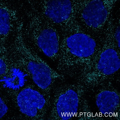 Immunofluorescence of A431 cells: PFA-fixed cells were stained with mouse IgG2b anti-Tom20 antibody (66777-1-Ig) labeled with FlexAble 2.0 CoraLite® Plus 750 Kit (KFA564, cyan). Cell nuclei were stained with DAPI (blue).

Confocal images were acquired with a 63x oil objective and post-processed. Images were recorded at the Core Facility Bioimaging at the Biomedical Center, LMU Munich.