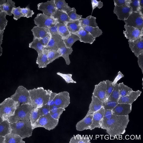 A431 cells were immunostained with human IgG1 anti-EGFR antibody (cetuximab biosimilar) labeled with FlexAble 2.0 CoraLite® Plus 750 kit (KFA607).  Nuclei are in blue.