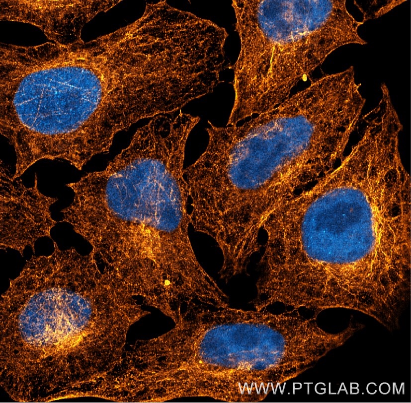 PFA-fixed and permeabilized HeLa cells were stained with rat anti-Tubulin antibody labeled with FlexAble 2.0 CoraLite® Plus 555 Kit (KFA622, orange glow). Nuclei are in blue. Confocal images were acquired with a 63x oil objective and post-processed.