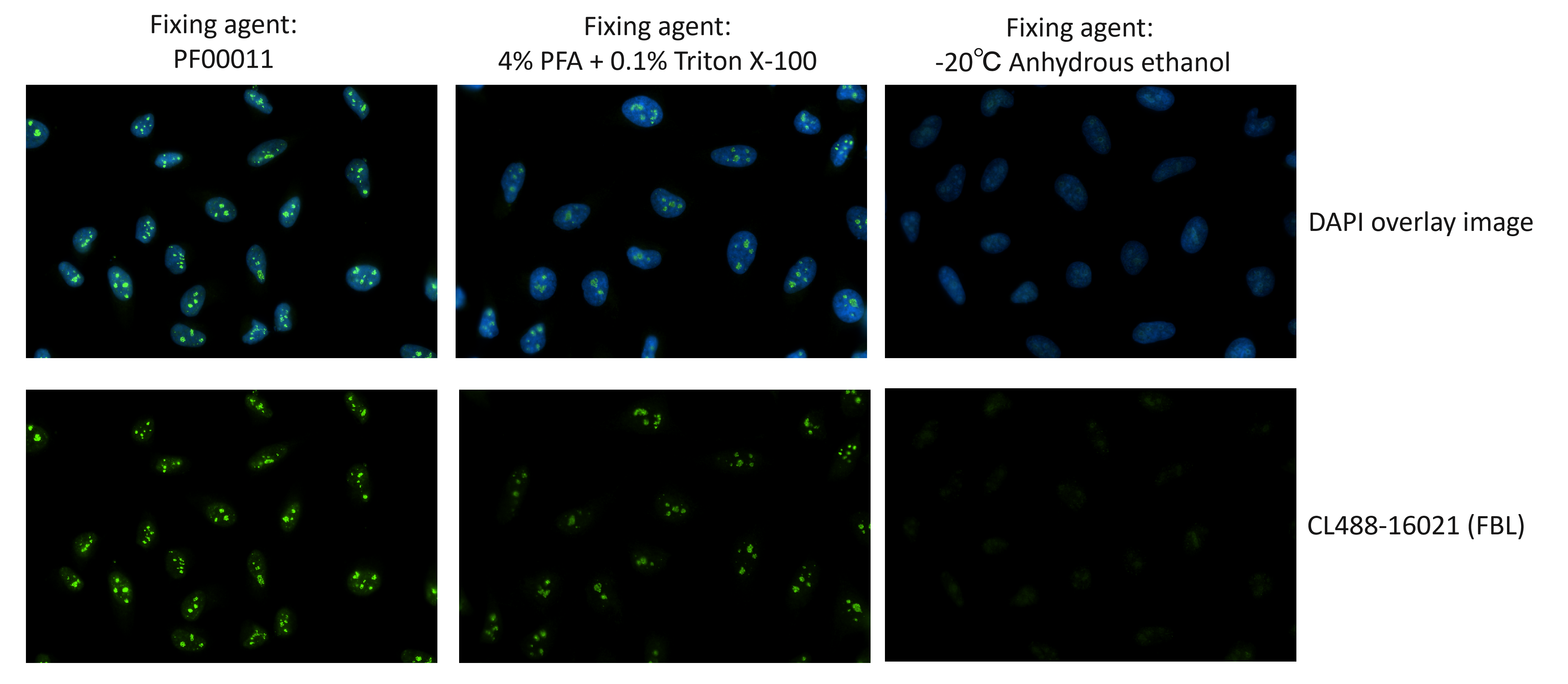 Immunofluorescent analysis of HeLa cells using FBL antibody (CL488-16021). Cells were fixed and permeabilized with Foxp3/Transcription Factor Staining Buffer Kit (PF00011). Immunofluorescent analysis of HeLa cells using FBL antibody (CL488-16021). Cells were fixed and permeabilized with Foxp3/Transcription Factor Staining Buffer Kit (PF00011).
