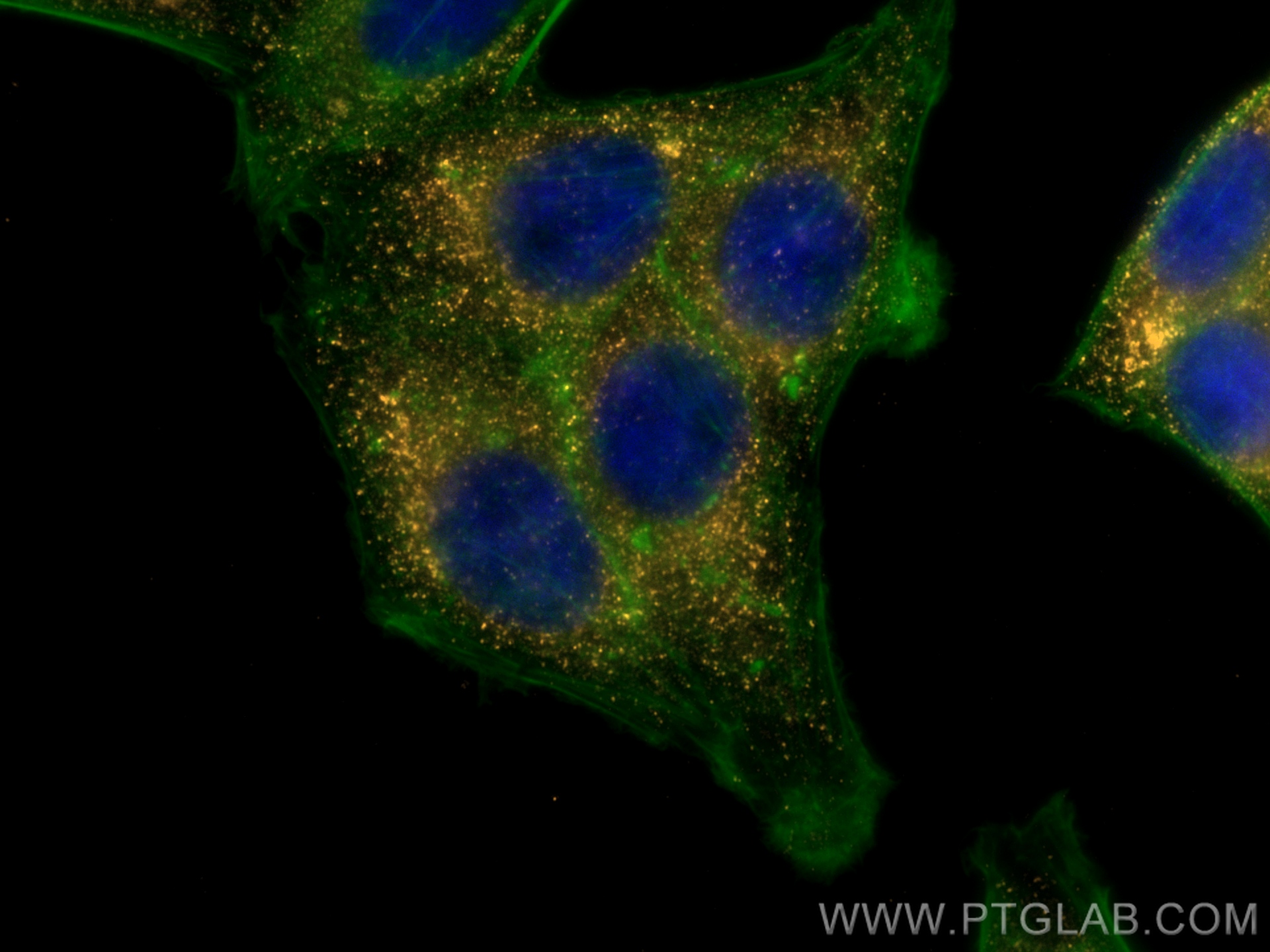 Immunofluorescent analysis of (4% PFA) fixed HepG2 cells using Biotin PEX14 antibody (Biotin-10594) at dilution of 1:200 and PE Streptavidin (Cat.No. PF00021), CL488-phalloidin (green).