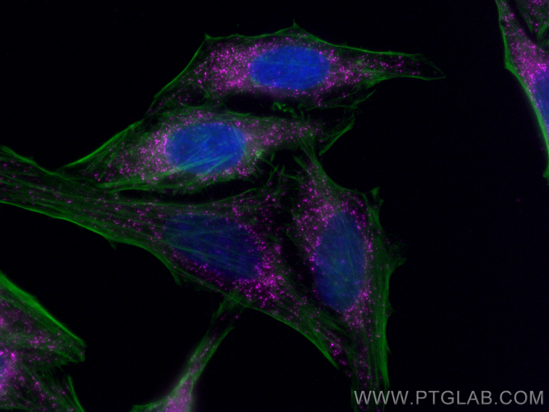 Immunofluorescent analysis of (4% PFA) fixed HepG2 cells using Biotin PEX14 antibody (Biotin-10594) at dilution of 1:200 and APC Streptavidin (Cat.No. PF00022), CL488-phalloidin (green).
